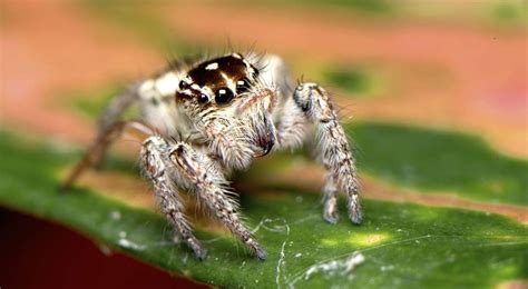 The Bloodthirsty Sport Of Spider Fighting.
